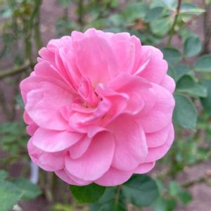 花壇,花散歩,お出掛け先,真岡市井頭公園の画像