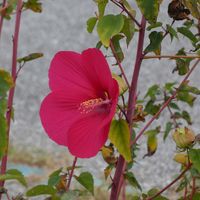 フヨウ,真っ赤な火曜日,Juneの会,秘密の花園♡,2020年6月同期NO.002の画像