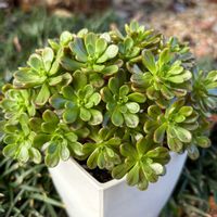小人の花束,小人の花束,アエオニウム 属,多肉植物,アエオニウムの画像