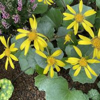 ツワブキ,ビオラ,裏庭,癒し,花のある暮らしの画像