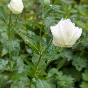 桔梗,白桔梗,小さな花壇の画像