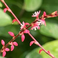 癒し,今日のお花,#ガーデニング,エクステリアの画像