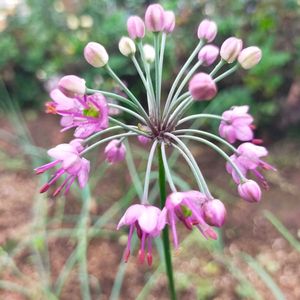 赤い花,球根植物,こぼれ種,畑の作物の画像