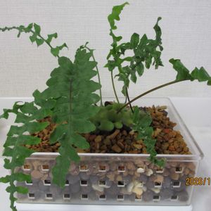 レカノプテリス・デパリオイデス,レカノプテリス・デパリオイデス,観葉植物,塊根植物,シダ植物の画像