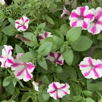 ペチュニア,可愛い,夏の花,和む,花のある暮らしの画像