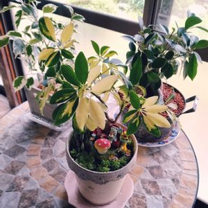 サボテン,多肉植物,観葉植物,多肉寄せ植えの画像