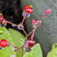 おうち園芸,窓辺,小さな庭の画像