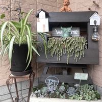 オリズルラン,サボテン,多肉植物,元気もらえる,お花のある暮らしの画像