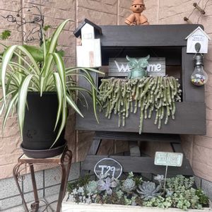 オリズルラン,サボテン,多肉植物,元気もらえる,お花のある暮らしの画像