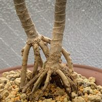 ドラセナ,ドラセナ・コンシンネ,観葉植物,その他部屋の画像