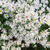 アスター,孔雀アスター ,白孔雀,白孔雀,花のある暮らしの画像