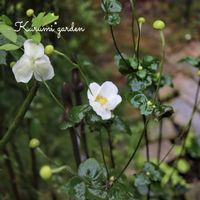 シュウメイギク,秋明菊,しゅうめい菊,マイガーデン,手作りの庭の画像