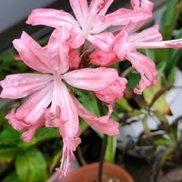 ダイヤモンドリリー,オルレアの芽,ジニアジーデコ  ホワイト,チーム愛知,すずガーデンの画像