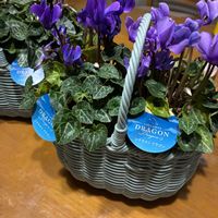 ガーデンシクラメン,シクラメン ドラゴン ライトブルー,シクラメン ドラゴン ディープブルー,花のある暮らし,花好きさんと繋がりたいの画像
