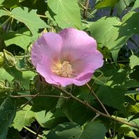 フヨウ,花散歩,花のある暮らし,花いろいろ,お花の癒しの画像