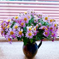 キク,実家の花の画像
