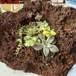 寄せ植え,多肉植物,ガーデニング,植物のある暮らしの画像