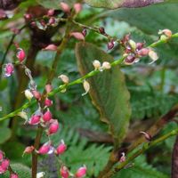 地植え,可憐,紅白,おうちの庭,秋のはなの画像