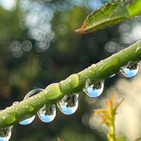 モッコウバラ,水滴,今日の一枚,ありがとう♡,10月の画像