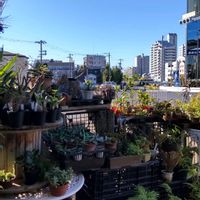 多肉植物,ウラボシ科,ビカクシダ属,食中植物,塊根の画像