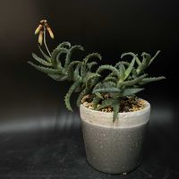 多肉植物,観葉植物,アロエ属,珍奇植物,ビザール・プランツの画像