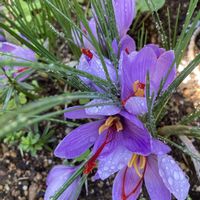 サフラン,球根,地植え,ライラックカラー,赤い蕊の画像