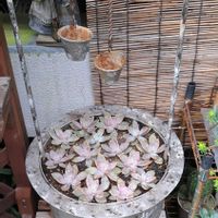 桜牡丹,多肉棚,新入りさん,お庭開発中,庭の画像