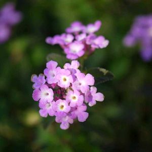 ランタナ,鉢植え,可愛い〜♡,花のある暮らし,ありがとう❤️の画像