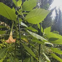 エンジェルストランペット,おうち園芸の画像