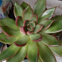 多肉植物,ベランダガーデン,癒し,今日のお花の画像