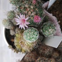 赤花銀手毬,スタペリア 犀角,ネオレゲリア,植中毒,GSに感謝。の画像