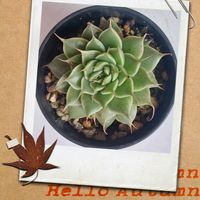 シルバースター,シルバースター,シルバースター,多肉植物いろいろ,可愛い〜♡の画像