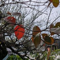 ハナミズキ,花水木,畑の画像