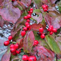 ハナミズキ,赤い実,紅葉（こうよう）,秋が来た！,早朝ウォーキングの画像