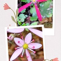 大文字草,大文字草,大文字草の画像