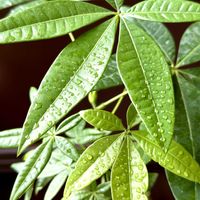 パキラ,紫陽花 レオン,紫陽花　エンジェリカ,アンゲロニア エンジェルフレア ブラック,紫陽花 旭日昇天の画像