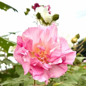 スイフヨウ,酔芙蓉,酔芙蓉(スイフヨウ),岐阜県,多肉男子の画像