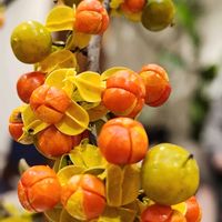 ツルウメモドキ,ツルウメモドキの実,とある施設の装花の画像