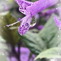 プレクトランサス・モナラベンダー,花のある暮らし,青い花マニア,おうち園芸,チーム・ブルーの画像