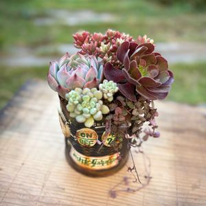 桃太郎,カシミヤバイオレット,セダムオーロラ,寄せ植え,アエオニウムの画像