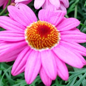 観葉植物,はなはな,花のある暮らし,花の写真,花のある生活の画像