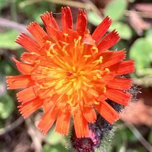 コウリンタンポポ,コウリンタンポポ,赤い花,小さな花,雑草の画像