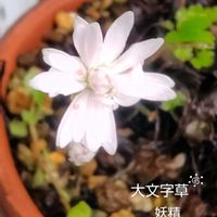 大文字草 妖精,山野草,庭の花,花のある暮らし,小庭の画像