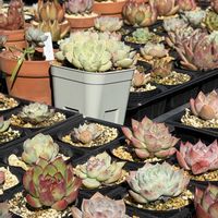 多肉植物,エケベリア属,バルビナエア属,カリロア属の画像
