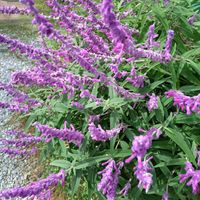 アメジストセージ,季節の花,小さな庭の画像
