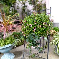 花のある暮らし,平和を願う,しぞーか勢,スーパートレニア,武器ではなく花をの画像
