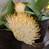 マユハケオモト,ミズヒキ,今日のお花,お出かけ先の画像