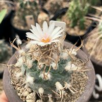サボテン,ツルビニカルプス　ポラスキー,多肉植物,ツルビニカルプス属の画像