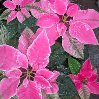 プリンセチア,金魚,熱帯植物,植物のある暮らし,botanical lifeの画像