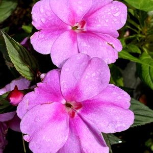 インパチェンス,インパチェンス,公園,鉢植え,花壇の画像
